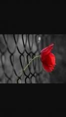 ������ ������� ���� ��������