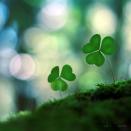 ������ ������� ���� ����